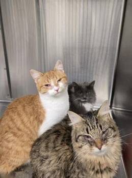 Domestic Medium Hair and Domestic Short Hair Cats Available for Adoption - Nikolai | PetCurious