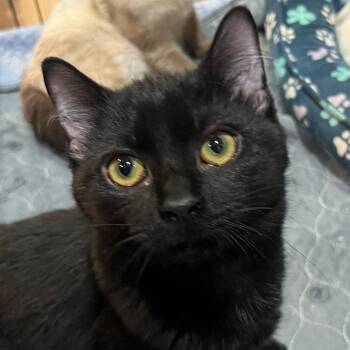 Wade -  Domestic Short Hair Cat for Adoption in Woodbury, New Jersey - Wade | PetCurious