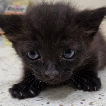 Ronaldo -  Domestic Short Hair Cat for Adoption in Auburn, Alabama - Ronaldo | PetCurious