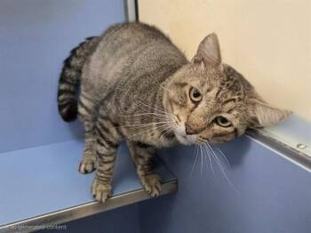 FARALLON -  Domestic Short Hair Cat for Adoption in Martinez, California - FARALLON | PetCurious