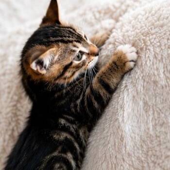 Luke (And Rory) -  Domestic Short Hair Cat for Adoption in Andersonville, Tennessee - Luke (And Rory) | PetCurious