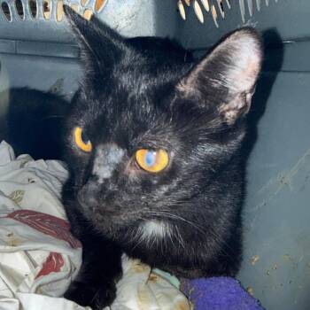 Sabrina -  Domestic Short Hair Cat for Adoption in Ashtabula, Ohio - Sabrina | PetCurious