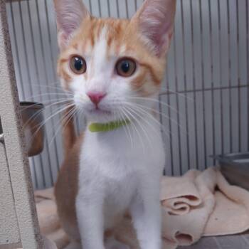 Rescue Domestic Short Hair Cats for Adoption in Blairsville, Georgia - Mercutio | PetCurious