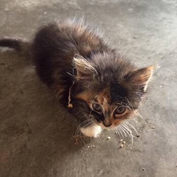 Mavis -  Domestic Long Hair Cat for Adoption in Chanute, Kansas - Mavis | PetCurious