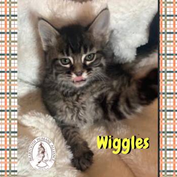 Rescue Domestic Long Hair Cats for Adoption in Red Lodge, Montana - Wiggles | PetCurious