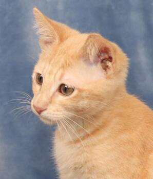 Tigery -  Domestic Short Hair Cat for Adoption in Fort Worth, Texas - Tigery | PetCurious