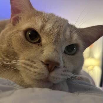 Domestic Short Hair Cats Available for Adoption in Durham, North Carolina - Tommy | PetCurious