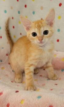 Coors -  Domestic Short Hair Cat for Adoption in King William, Virginia - Coors | PetCurious