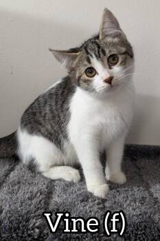 Rescue Domestic Short Hair Cats for Adoption in Chilliwack, British Columbia - Pre-Adoption: Vine | PetCurious