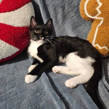 Rescue Domestic Short Hair Cats for Adoption in Bonsall, California - Tadpole 4838 | PetCurious