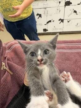 Peter Pan -  Domestic Short Hair Cat for Adoption in Palm Coast, Florida - Peter Pan | PetCurious