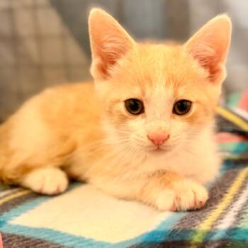 Zayn -  Domestic Short Hair Cat for Adoption in Green Bay, Wisconsin - Zayn | PetCurious