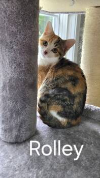 Piggly & Rolley (bonded pair) -  Domestic Short Hair Cat for Adoption in Wheaton, Illinois - Piggly & Rolley (bonded Pair) | PetCurious