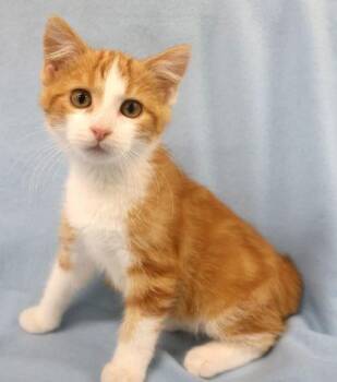 Kel -  Domestic Short Hair Cat for Adoption in Buffalo, Minnesota - Kel | PetCurious