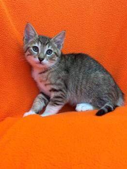 AGATE -  Domestic Short Hair Cat for Adoption in Forney, Texas - AGATE | PetCurious