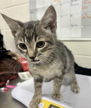 COLIN -  Domestic Short Hair Cat for Adoption - COLIN | PetCurious