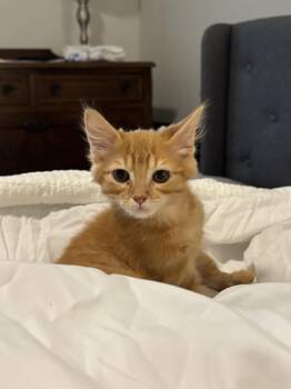 Roundabout -  Domestic Short Hair Cat for Adoption in Richmond, Virginia - Roundabout | PetCurious