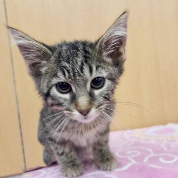 Arcturus -  Domestic Short Hair Cat for Adoption in Brentwood, Missouri - Arcturus | PetCurious