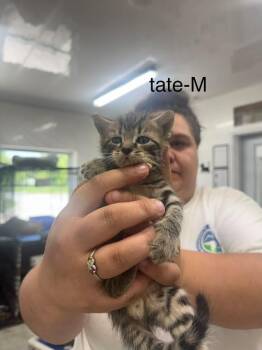 Tate -  Domestic Short Hair Cat for Adoption in Glenfield, New York - Tate | PetCurious