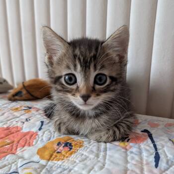 Rescue Domestic Short Hair Cats for Adoption in La Grange, Kentucky - Binx 4 | PetCurious