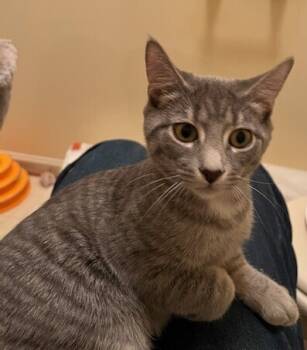 Rescue Domestic Short Hair Cats for Adoption in Stafford, Virginia - Astrid | PetCurious