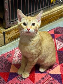 Mooncake -  Domestic Short Hair Cat for Adoption in Martinsville, Indiana - Mooncake | PetCurious