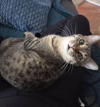 Rescue Domestic Short Hair Cats for Adoption in Royal Oak, Michigan - Slap Chop | PetCurious