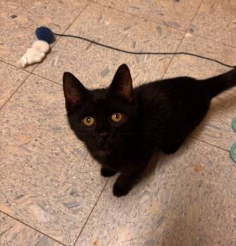 Domestic Short Hair Cats Available for Adoption in Sandusky, Ohio - Victor | PetCurious