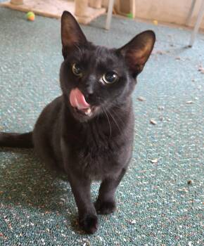 Noir -  Domestic Short Hair Cat for Adoption in Syracuse, New York - Noir | PetCurious