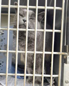 BLACKJACK -  Domestic Medium Hair and Domestic Short Hair Cat for Adoption in Anchorage, Alaska - BLACKJACK | PetCurious