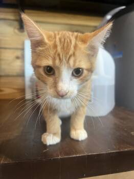 Ron -  Domestic Short Hair Cat for Adoption in St. Cloud, Minnesota - Ron | PetCurious