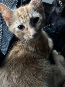 A477267 -  Domestic Short Hair Cat for Adoption in Oklahoma City, Oklahoma - A477267 | PetCurious