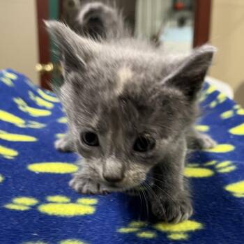 Domestic Short Hair Cats Available for Adoption in Pauls Valley, Oklahoma - Tina | PetCurious