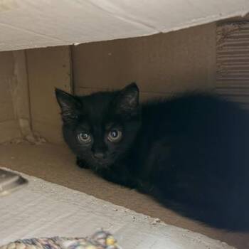 Mya -  Domestic Short Hair Cat for Adoption in Hamilton Township, New Jersey - Mya | PetCurious