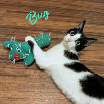 Tuxedo and Domestic Short Hair Cats Available for Adoption in Houston, Texas - Bug #cuddle-queen | PetCurious