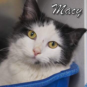 Domestic Medium Hair Cats Available for Adoption - Macy | PetCurious