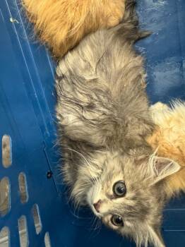 Rescue Domestic Short Hair Cats for Adoption in Chickamauga, Georgia - Brandon | PetCurious