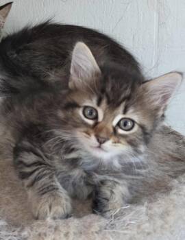Beau Shewman (handsome brother to Ivy Blossom and Dahlia) -  Domestic Short Hair Cat for Adoption in Stowe, Pennsylvania - Beau Shewman (handsome Brother To Ivy Blossom And Dahlia) | PetCurious
