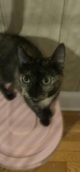 Rescue Tortoiseshell Cats for Adoption in Denver, North Carolina - Torti | PetCurious