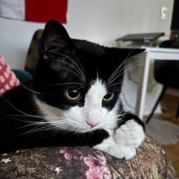 Rescue Domestic Short Hair Cats for Adoption in New York, New York - Onyx | PetCurious