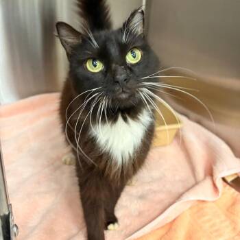 Bliss -  Domestic Long Hair Cat for Adoption in Jupiter, Florida - Bliss | PetCurious