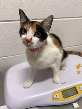 BLUSH -  Domestic Short Hair Cat for Adoption - BLUSH | PetCurious