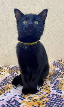 Rescue Domestic Short Hair Cats for Adoption in Fargo, North Dakota - Hemlock | PetCurious