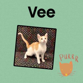 Vee -  Domestic Short Hair Cat for Adoption in Monticello, Indiana - Vee | PetCurious