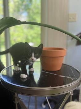 Tuxedo Cats Available for Adoption in Lambertville, New Jersey - Nell & Newton | PetCurious