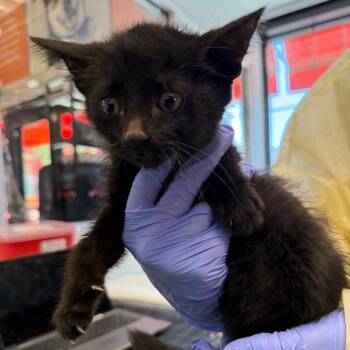 Antonelli -  Domestic Short Hair Cat for Adoption in Salt Lake City, Utah - Antonelli | PetCurious