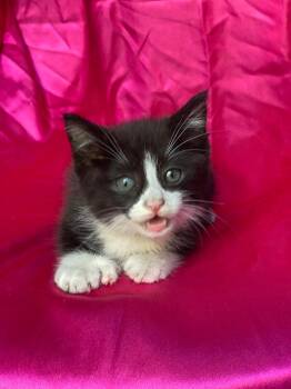 Rescue Domestic Medium Hair Cats for Adoption in Rowland Heights, California - MICKEY | PetCurious