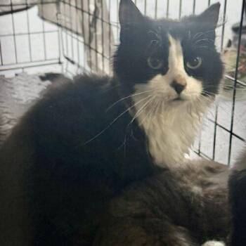 Domestic Medium Hair Cats Available for Adoption in Seven Valleys, Pennsylvania - Guy | PetCurious