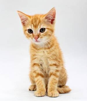 Banana -  Domestic Short Hair Cat for Adoption in Morton Grove, Illinois - Banana | PetCurious