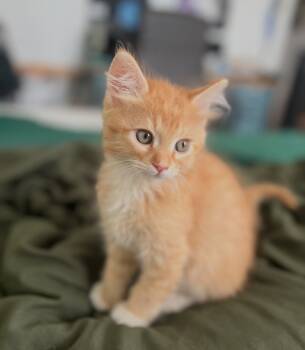 Rescue Domestic Short Hair Cats for Adoption in El Cajon, California - Cedar | PetCurious